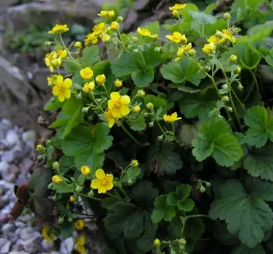 Photo of Waldsteinia ternata (Waldsteinia ternatas)