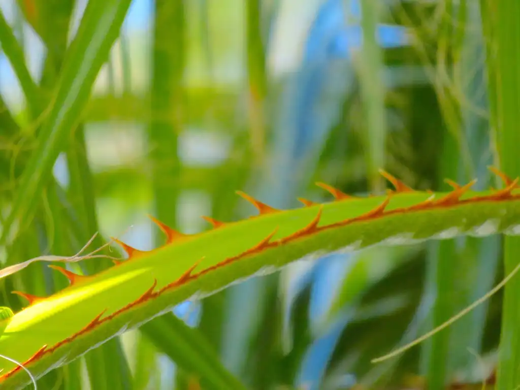 Photo of Washingtonia robusta (Washingtonia robustas)