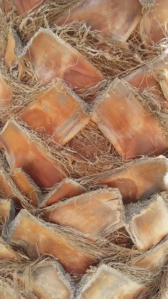 Photo of Washingtonia robusta (Washingtonia robustas)