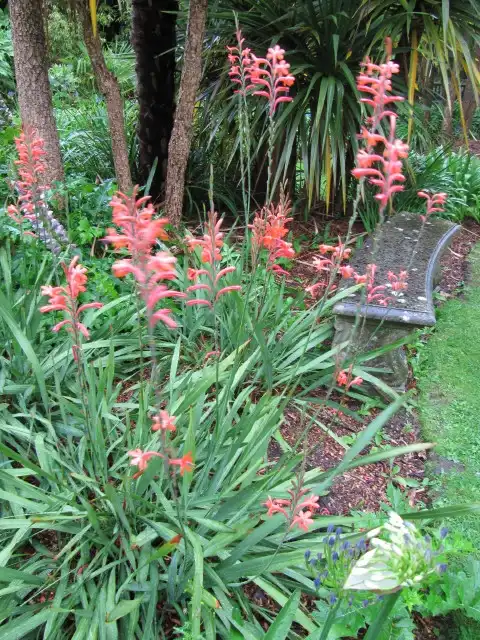 Фото Watsonia (Watsonias)