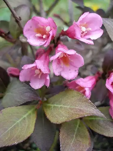Photo of Weigela florida (Weigela floridas)
