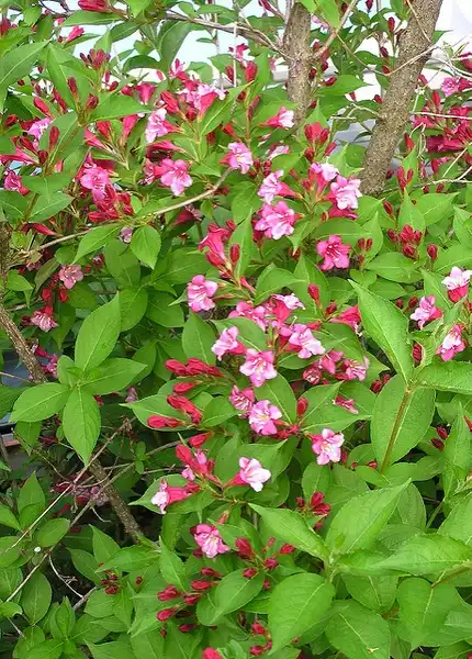 Photo of Weigela florida (Weigela floridas)