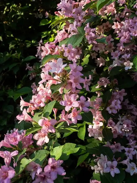 Photo of Weigela florida - Full bloom:F.D. Richards