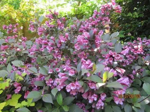 Photo of Weigela florida - Weigela florida 'Folliis Purpurels' flowers:Leonora (Ellie) Enking