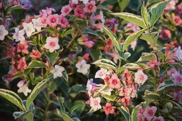 Photo of Weigela florida - Weigela florida 'Variegata' flowers and leaves:Alwyn Ladell