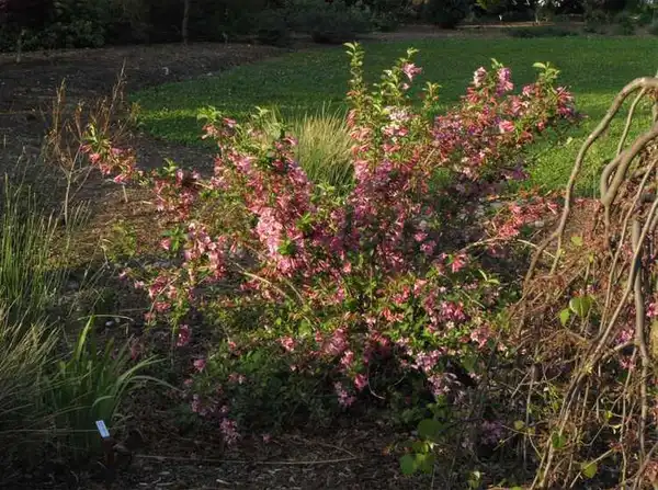Photo of Weigela florida - :JC Raulston Arboretum