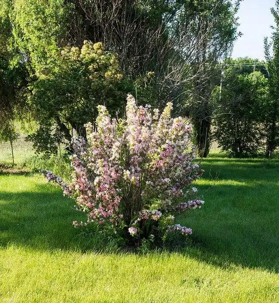 Photo of Weigela florida - Wisteria floribunda 'Variegata' Form:F D Richards