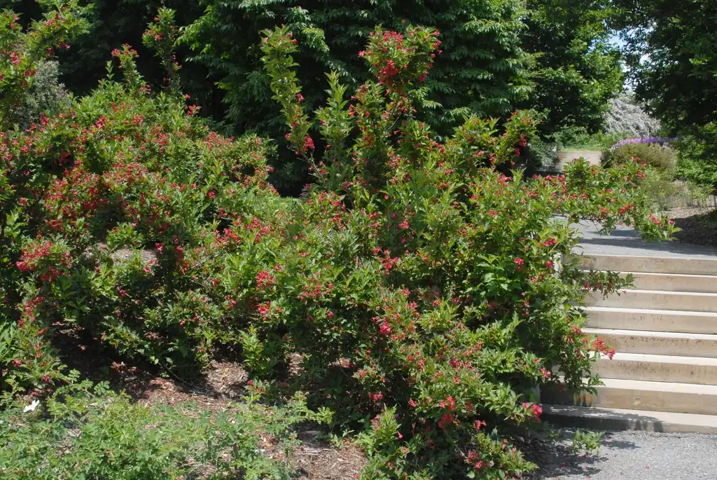 Photo of Weigela florida - Flower Form (Biltmore, NC):Jim Robbins