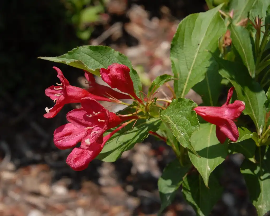 Photo of Weigela florida - Weigela florida 'Eva Rathke' Flowers (Asheville, NC):Jim Robbins