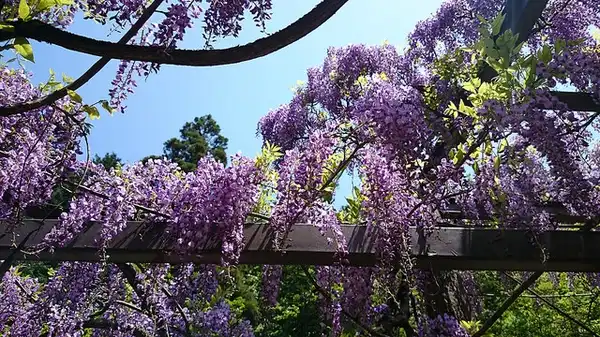 Foto de Wisteria floribunda (Wisteria floribundas)