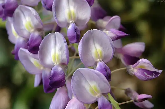 Foto de Wisteria floribunda (Wisteria floribundas)