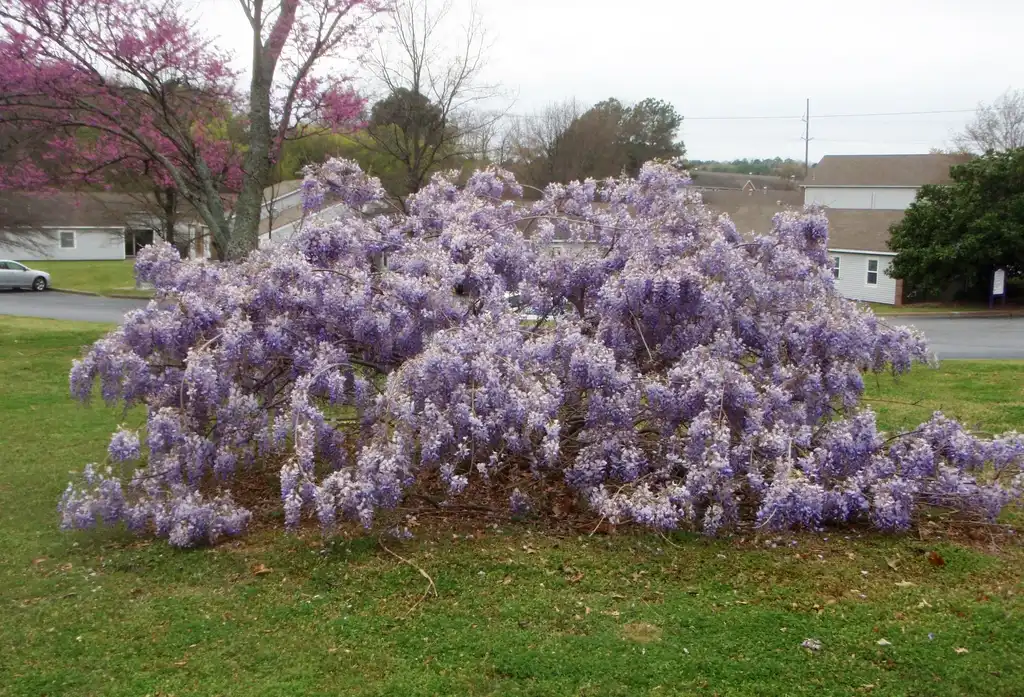 Foto de Wisteria floribunda - Wisteria floribunda Flower Form:Jim Robbins