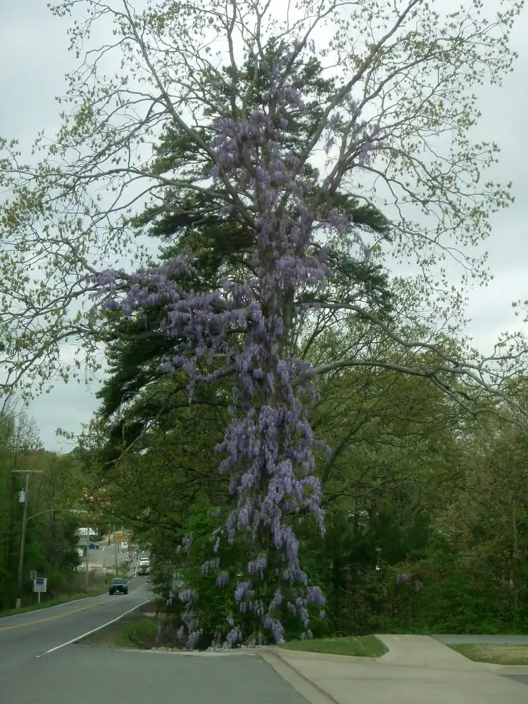 Foto de Wisteria floribunda - Full Growth:Jim Robbins