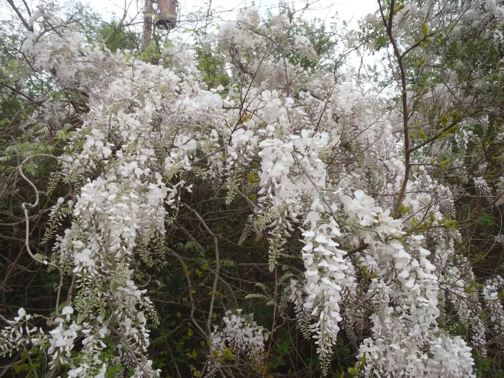 Foto de Wisteria floribunda - 'Alba' Flowers:Jim Robbins