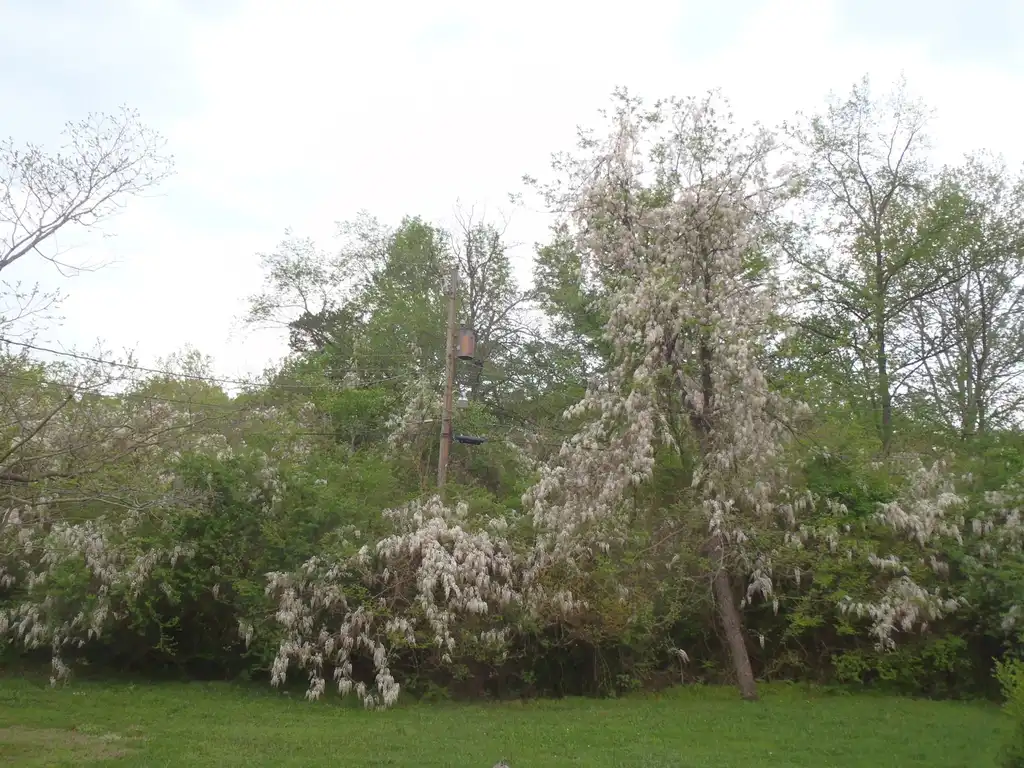 Foto de Wisteria floribunda - 'Alba' Flower Form:Jim Robbins