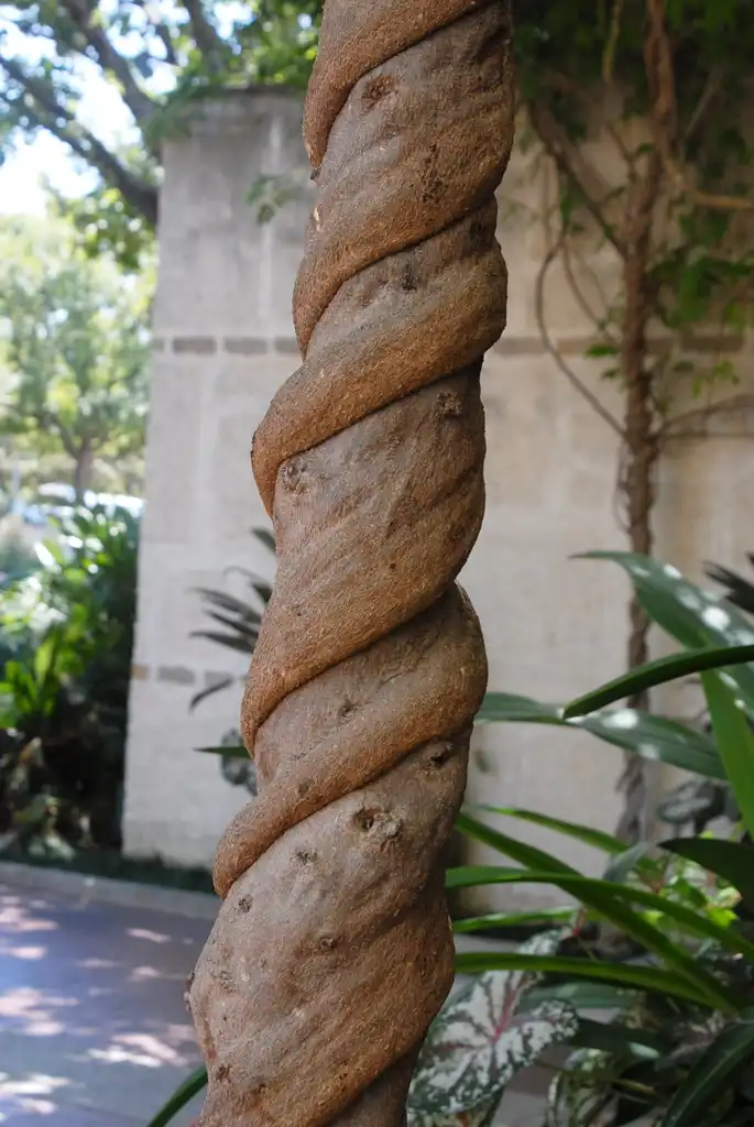 Foto de Wisteria floribunda - Bark:Jim Robbins