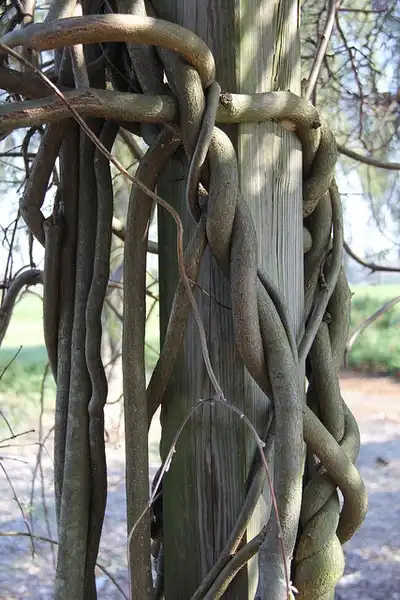 Photo of Wisteria frutescens 'Amethyst Falls' (Wisteria frutescens 'Amethyst Falls's)