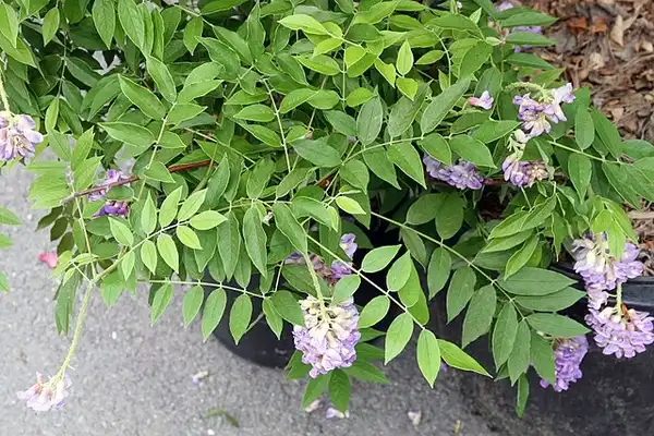 Photo of Wisteria frutescens 'Amethyst Falls' (Wisteria frutescens 'Amethyst Falls's)