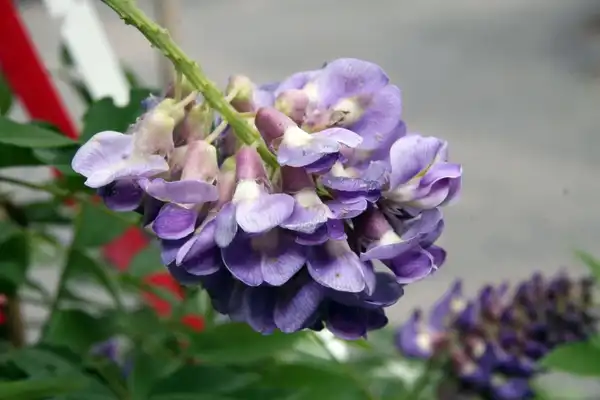 Photo of Wisteria frutescens 'Amethyst Falls' - Flowers:David J. Stang