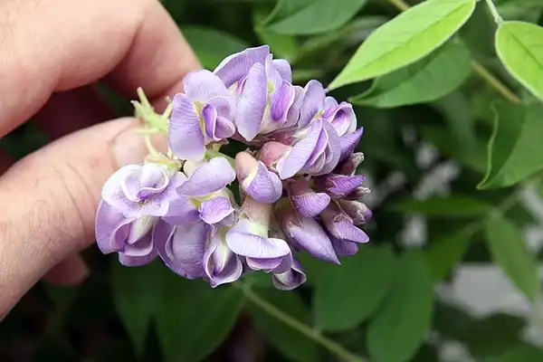 Photo of Wisteria frutescens 'Amethyst Falls' - Flowers close up:David J. Stang