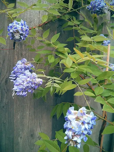 Photo of Wisteria frutescens (Wisteria frutescenss)