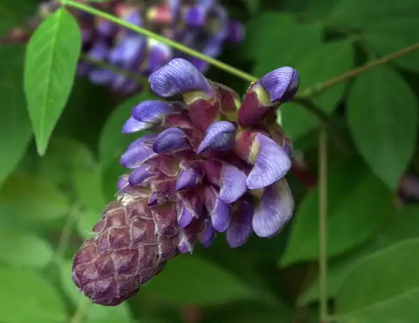 Photo of Wisteria frutescens (Wisteria frutescenss)