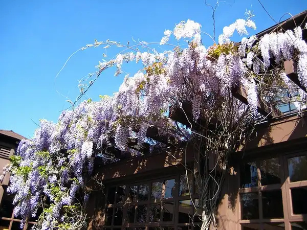 Фото Wisteria sinensis (Wisteria sinensiss)