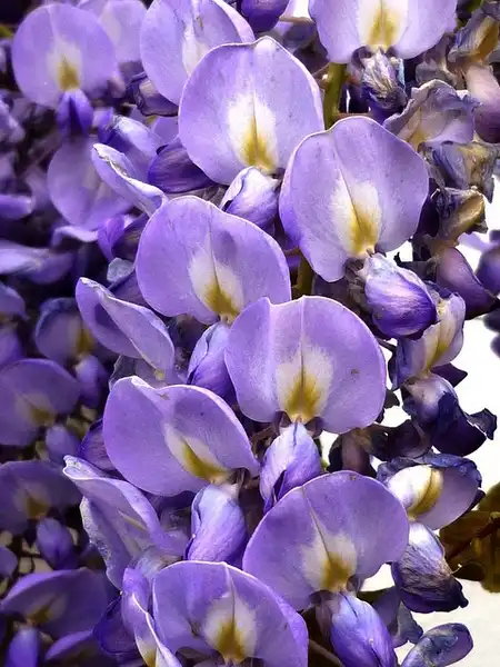 Фото Wisteria sinensis (Wisteria sinensiss)