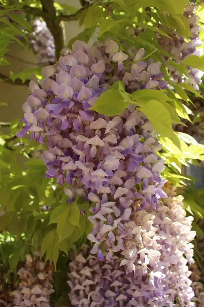 Фото Wisteria sinensis - Fabales Wisteria sinensis:Emőke Dénes