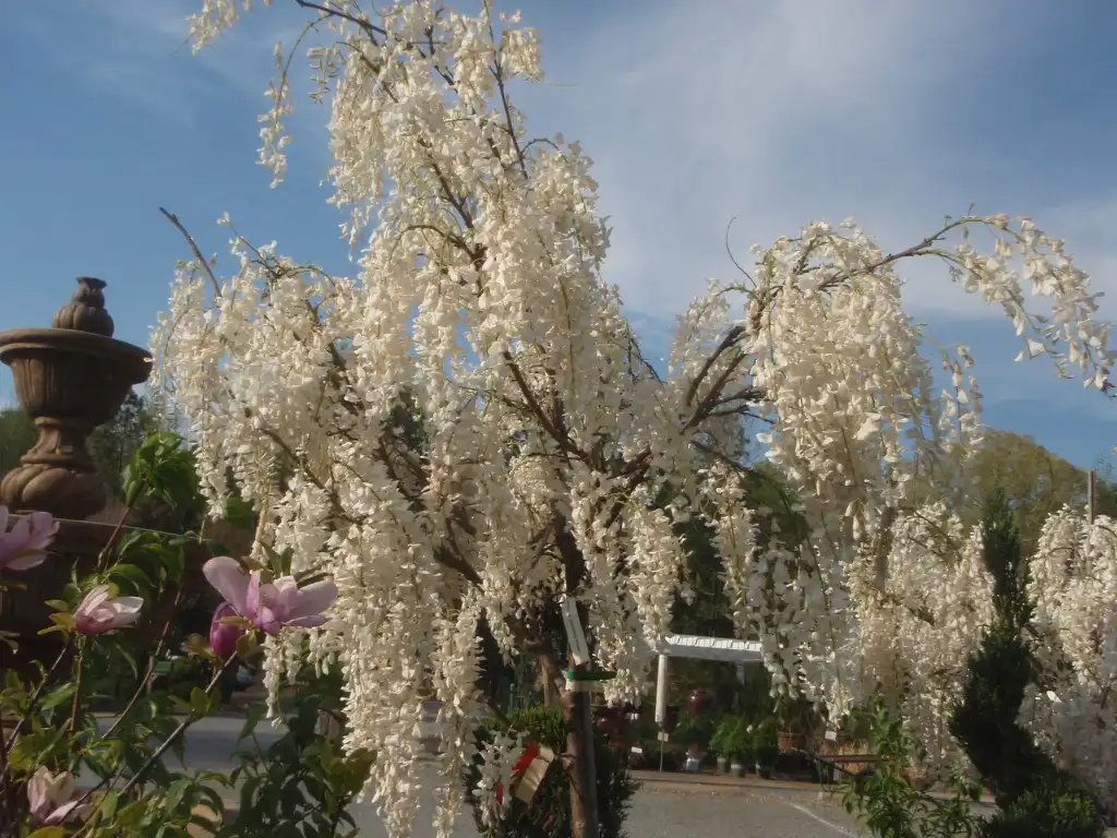 Фото Wisteria sinensis - 'White Diamond' Flowers:Jim Robbins