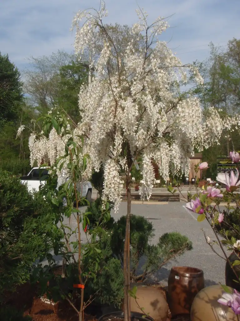 Фото Wisteria sinensis - 'White Diamond' Full Form:Jim Robbins