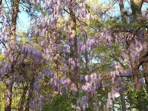Фото Wisteria (Wisterias)