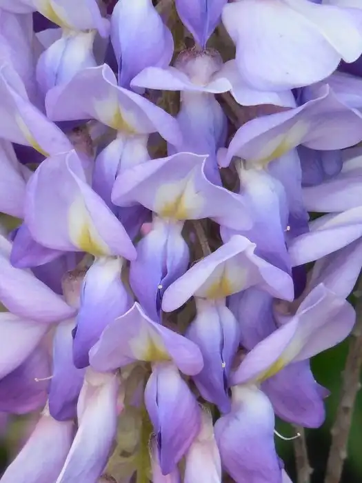 Фото Wisteria - Flower close up:Santo Heston