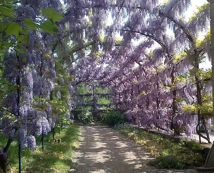 Фото Wisteria - Habit:Supergrosfatty