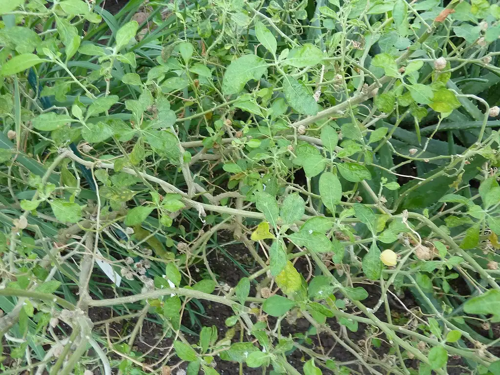 Фото Withania somnifera (Withania somniferas)