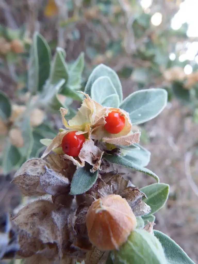 Фото Withania somnifera (Withania somniferas)