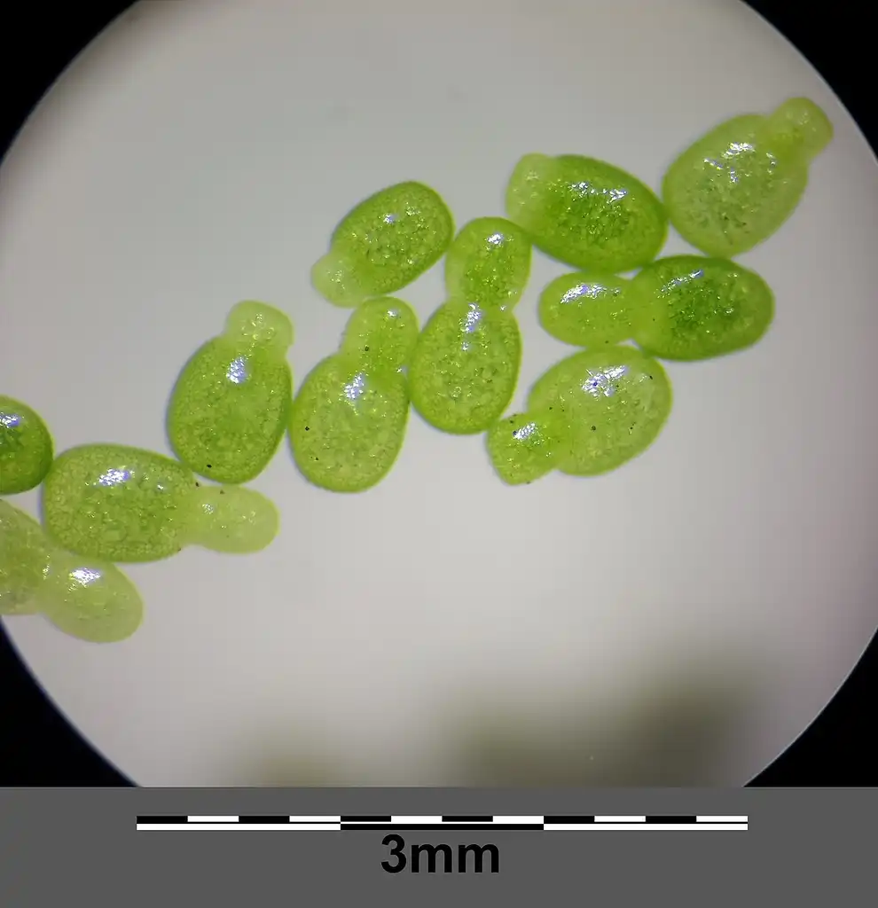 Photo of Wolffia - Wolffia spp. magnified:Stefan Lefnaer