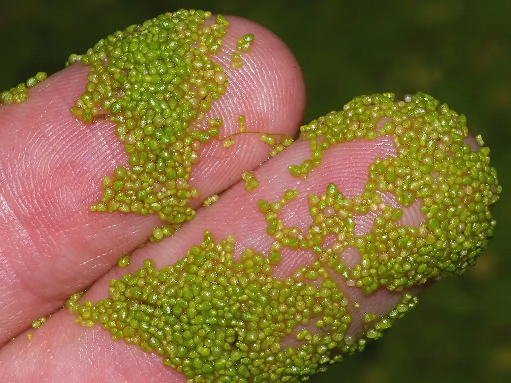 Photo of Wolffia - Wolffia spp.:Christian Fischer