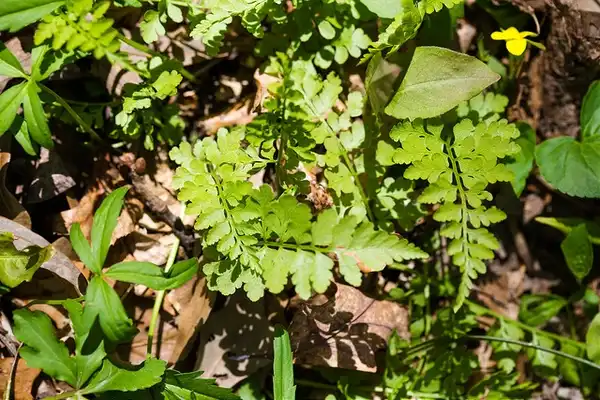 Photo of Woodsia obtusa (Woodsia obtusas)