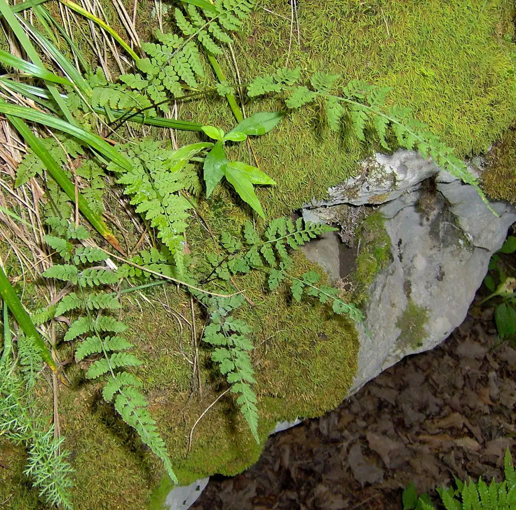 Photo of Woodsia obtusa (Woodsia obtusas)