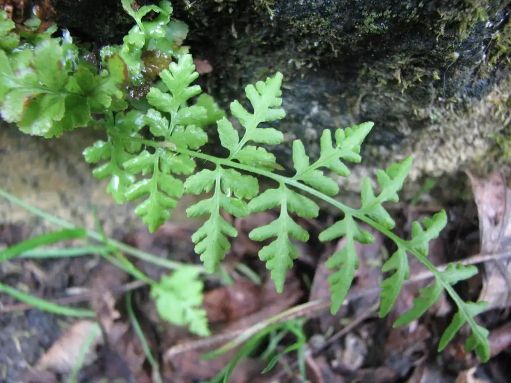 Photo of Woodsia obtusa - Fronds:Choess - Wikimedia commons