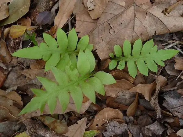 Фото Woodwardia areolata (Woodwardia areolatas)