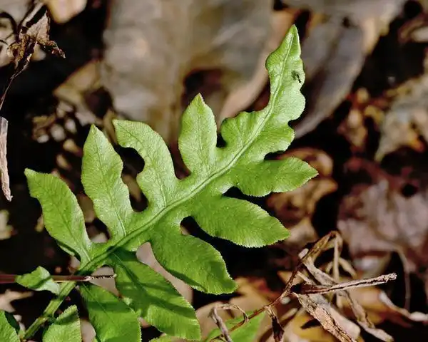 Фото Woodwardia areolata (Woodwardia areolatas)
