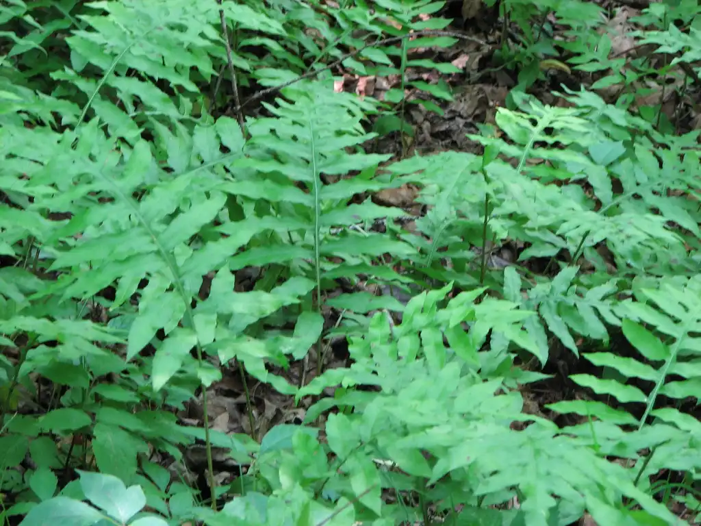 Фото Woodwardia areolata - Fronds:Choess