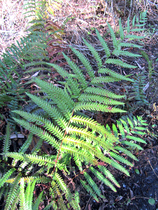 Photo of Woodwardia virginica (Woodwardia virginicas)