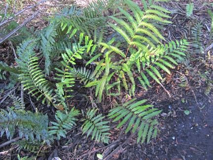 Photo of Woodwardia virginica (Woodwardia virginicas)