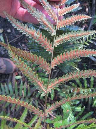 Photo of Woodwardia virginica - Spores on Fronds:Homer Edward Price