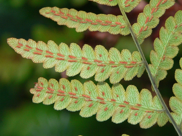 Photo of Woodwardia virginica - Spores on Fronds:Jason S