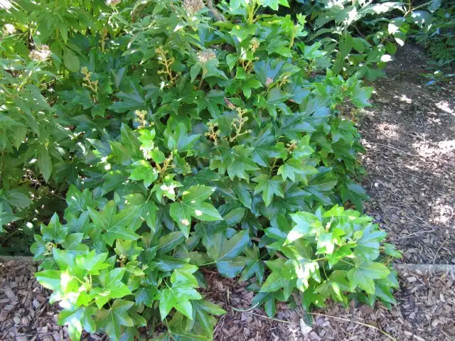 Фото x Fatshedera lizei (x Fatshedera lizeis)