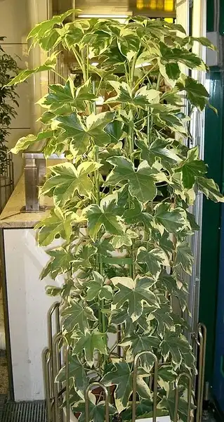 Фото x Fatshedera lizei (x Fatshedera lizeis)